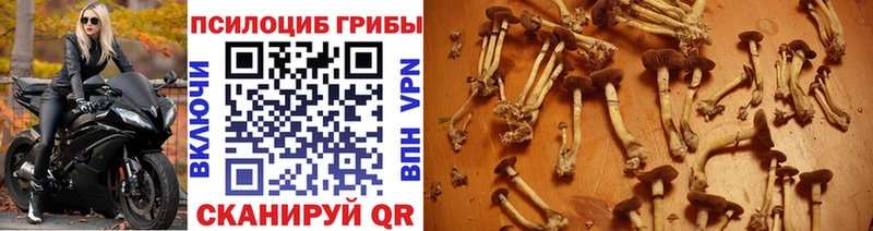Псилоцибиновые грибы Psilocybine cubensis  Купить закладки  Микунь 